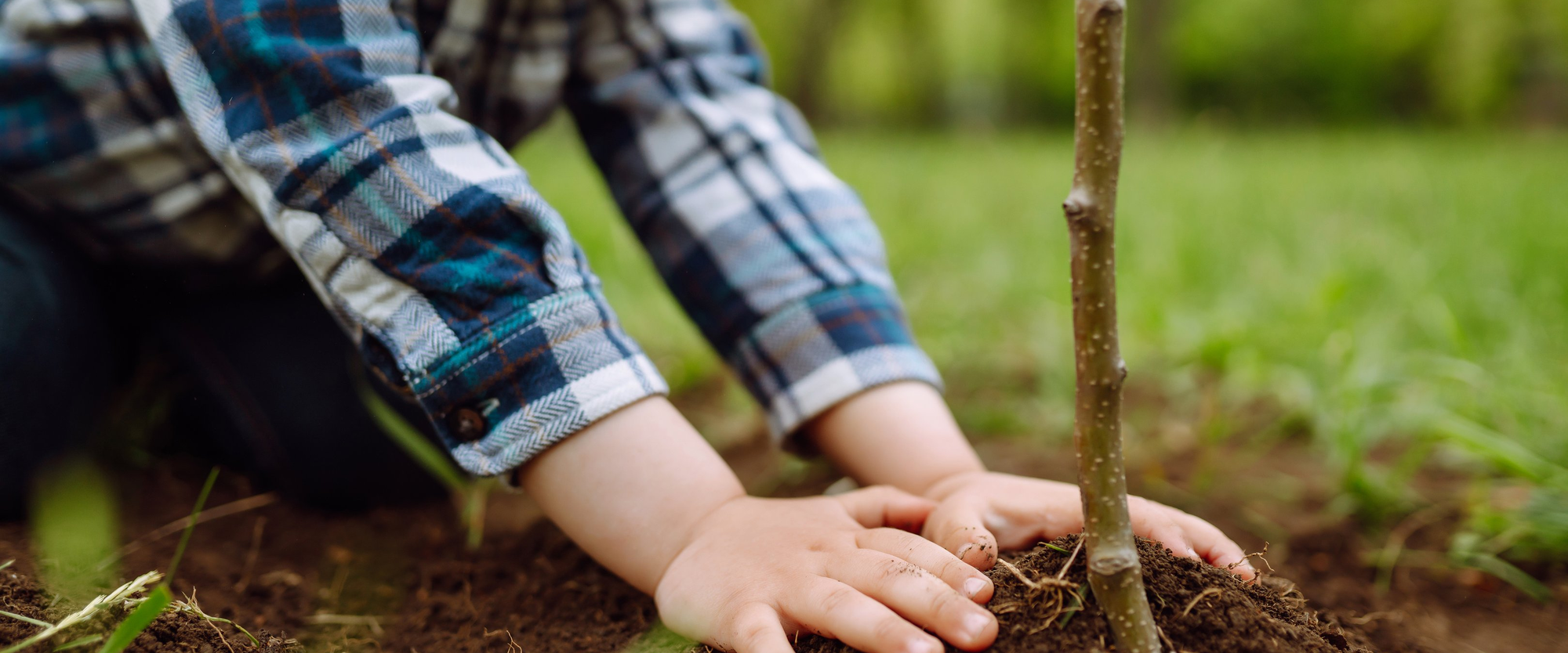 Ein kleiner Junge drückt mit seinen Händen die Erde um einem frisch eingepflanzten Baum fest.