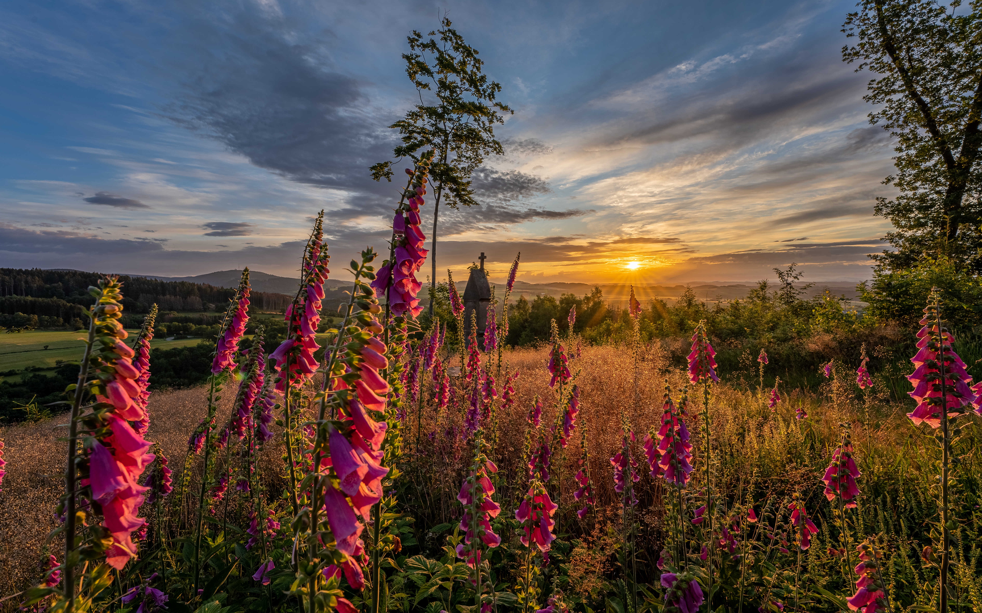 Der Kreuzberg in Winterberg mit Wiesen und Bäumen in der untergehenden Abendsonne.