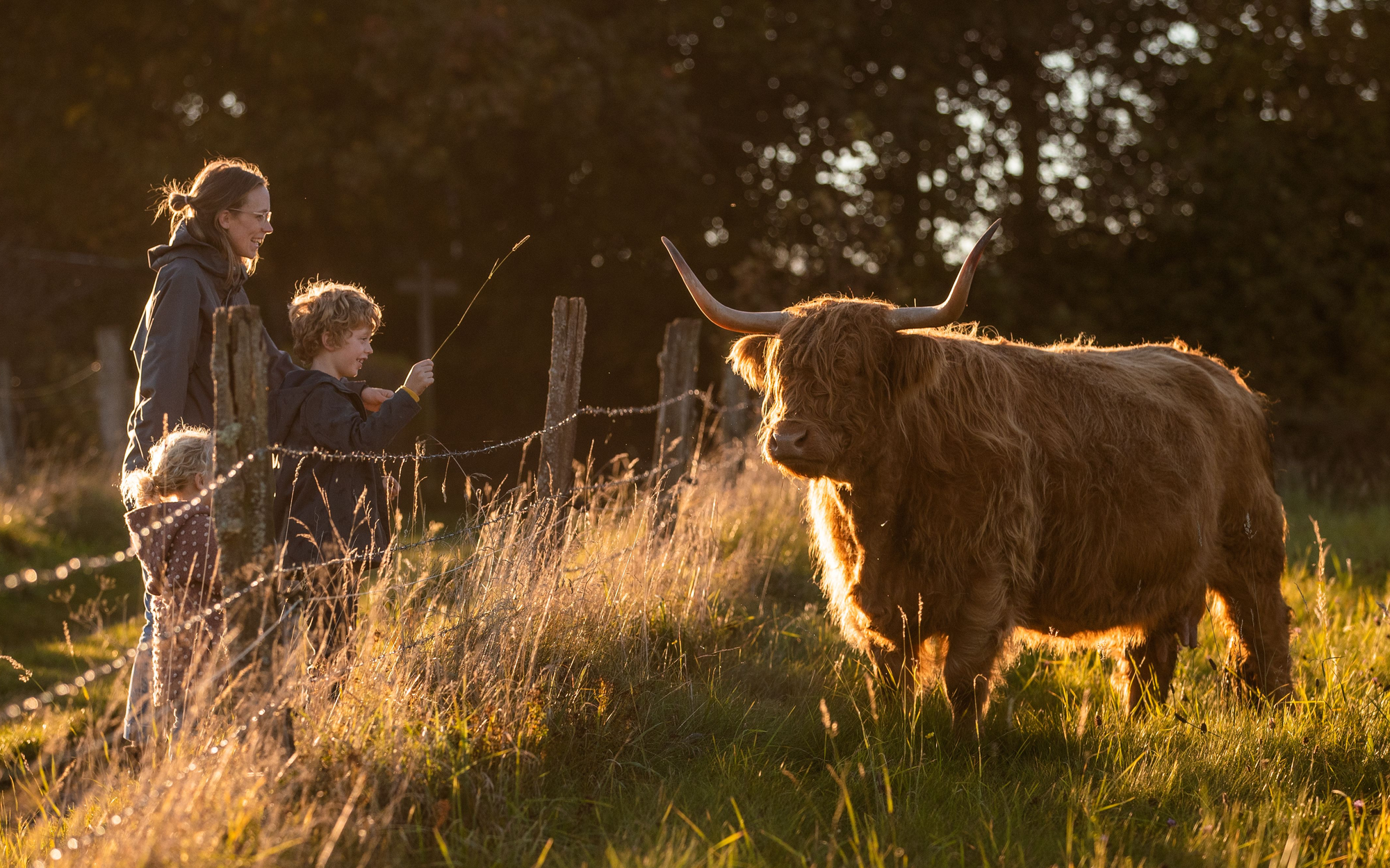 Zwei Kinder stehen mit ihrer Mutter vor einem Weidezaun und betrachten eine Kuh auf der Weide.
