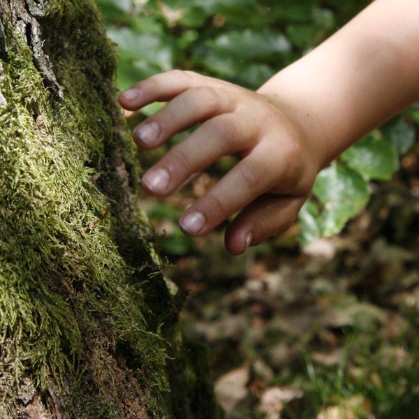 Kind berührt moosbewachsenen Baum