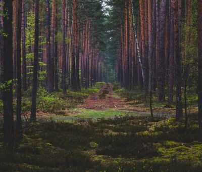 Wald durch den ein Weg führt