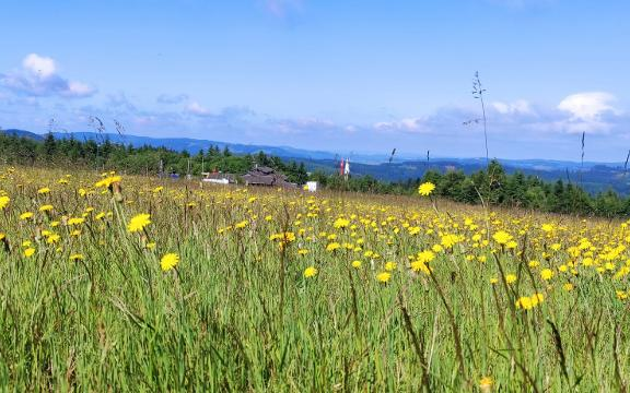 Qi Gong auf der Hochheide in Winterberg Niedersfeld Qi Gong auf der Hochheide in Winterberg Niedersfeld