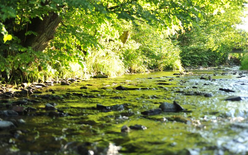 Plätschernder Fluss am Kraftort Nuhne-Ursprung in Winterberg Züschen