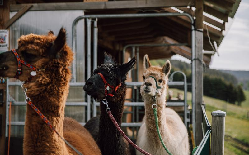 Hochsauerland Alpakas in der Natur Hochsauerland Alpakas in der Natur