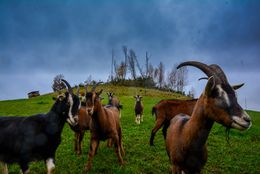 Eine Herde Ziegen auf einem grünen Hügel