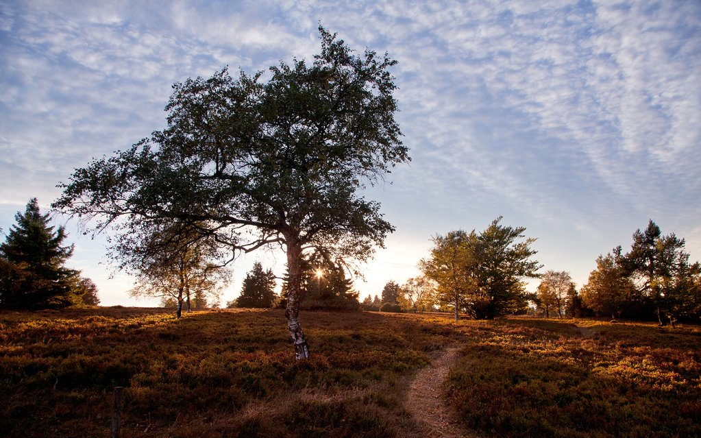 Die Hochheide in Niedersfeld bei Sonnenaufgang.