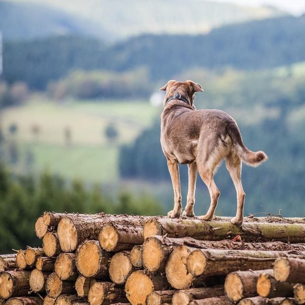 Hund auf einem Holzstapel